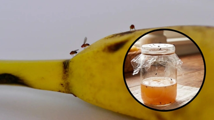Cuál es el mejor insecticida casero para las moscas de la fruta, según la IA