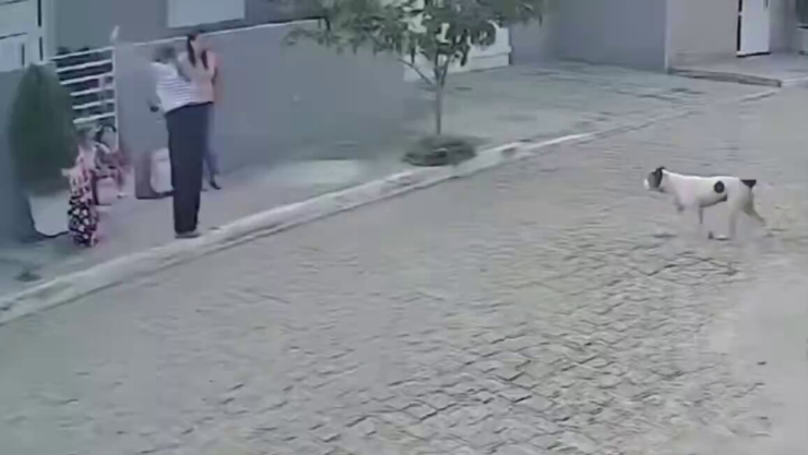 Pitbull ataca a dos niños en Turquía