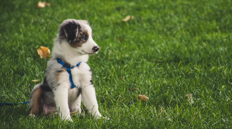 Cachorro de color blanco con collar azul sobre el pasto verde.