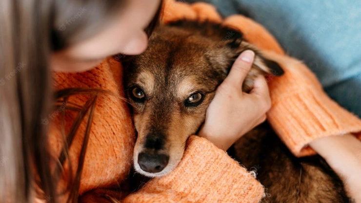 evita estrés en mascotas por pirotecnia