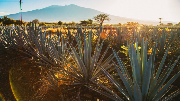 TEQUILA_X_@EnriqueAlfaroR