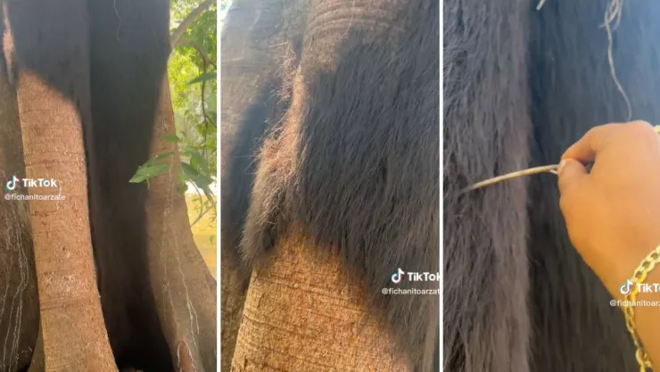 Detectan a árboles con cabello en México