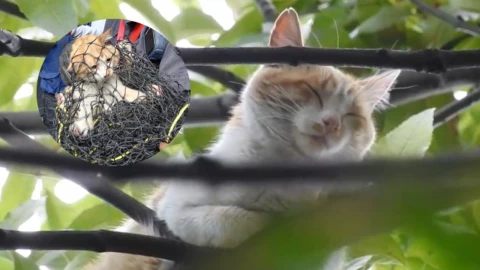 VIDEO: ¡Heroes sin capa! Bomberos y policías cierran carriles para rescatar a un gatito en la Cuauhtémoc