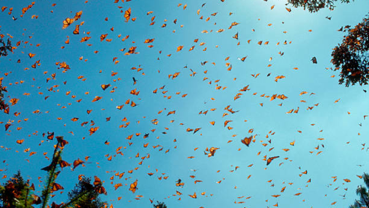 Mariposas