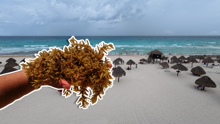 Playas libres de sargazo en Quintana Roo HOY 15 de septiembre de 2025_ Lista desde Holbox, Cancún, Tulum a Xcalak.jpg