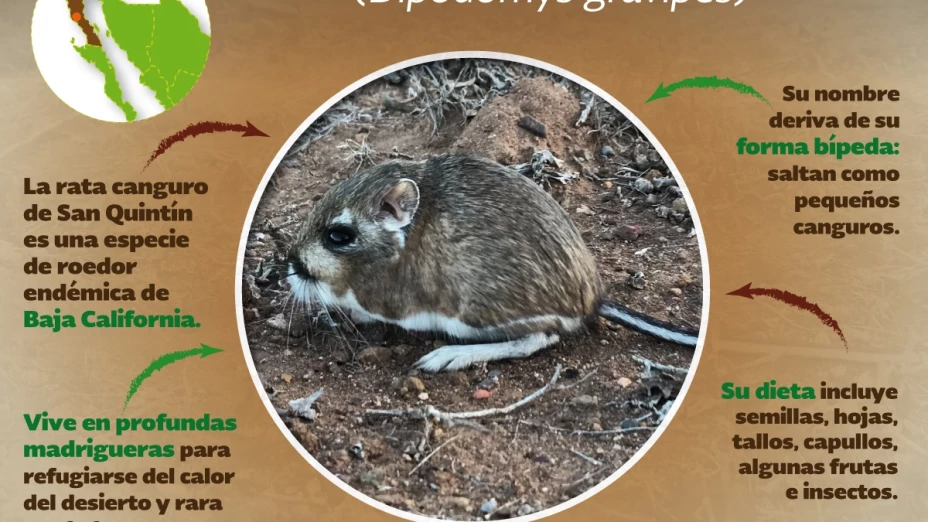 RATA CANGURO