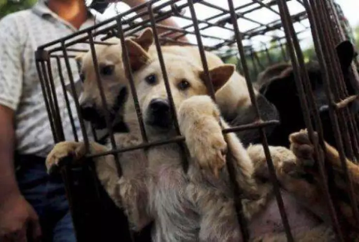 Perros de una granja de Corea del Sur