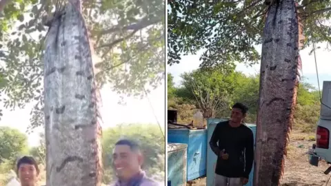 Capturan pez remo en chiapas