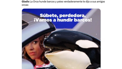 Estos son los mejores memes de la orca ‘Gladis’ que hunde yates en pandilla