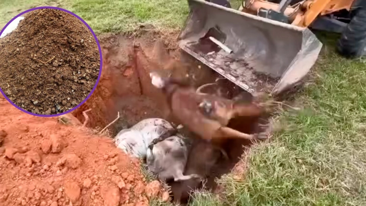 ¡Bacteria letal en alimento! Confirman causa de muertes de ganado en Tabasco