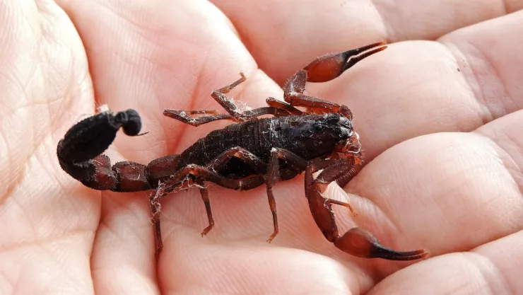 Así debes combatir una plaga de alacranes en casa