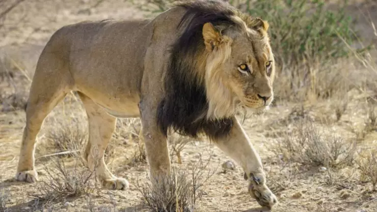 Hombre es devorado por leones.jpg