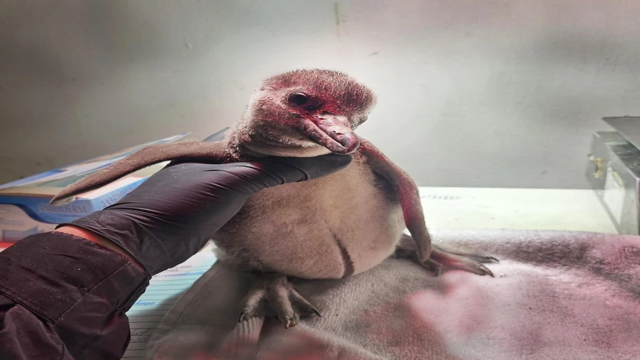 pingüino de Humboldt.jpg