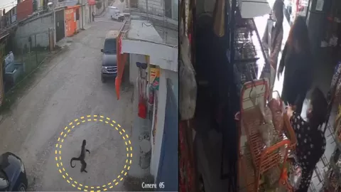 Mono araña muerde a una mujer en una tienda de Comitán; recibió vacuna antirrábica
