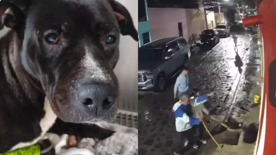 Un plano medio muestra a un perro negro con ojos azules con una mancha blanca en el hocico. El perro tiene el cuello y el pecho blancos. El fondo es un desenfoque de color blanco claro con barras horizontales visibles, lo que sugiere una jaula. Del otro lado es un plano general, donde se observa a dos hombres con palos y una mujer cerca de ellos, un perro negro está acorralado en una pared y malherido.