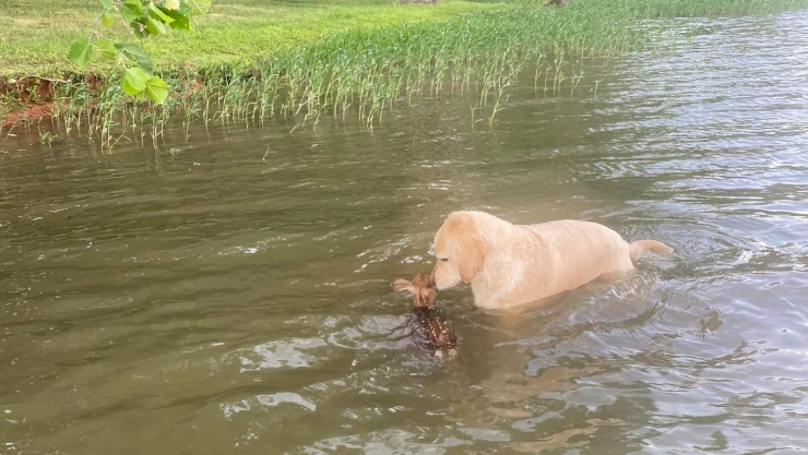 perro y ciervo bebé.jpg