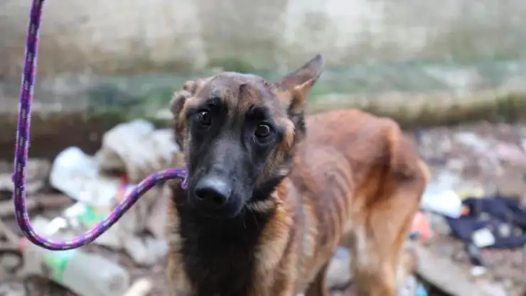 Perrito
