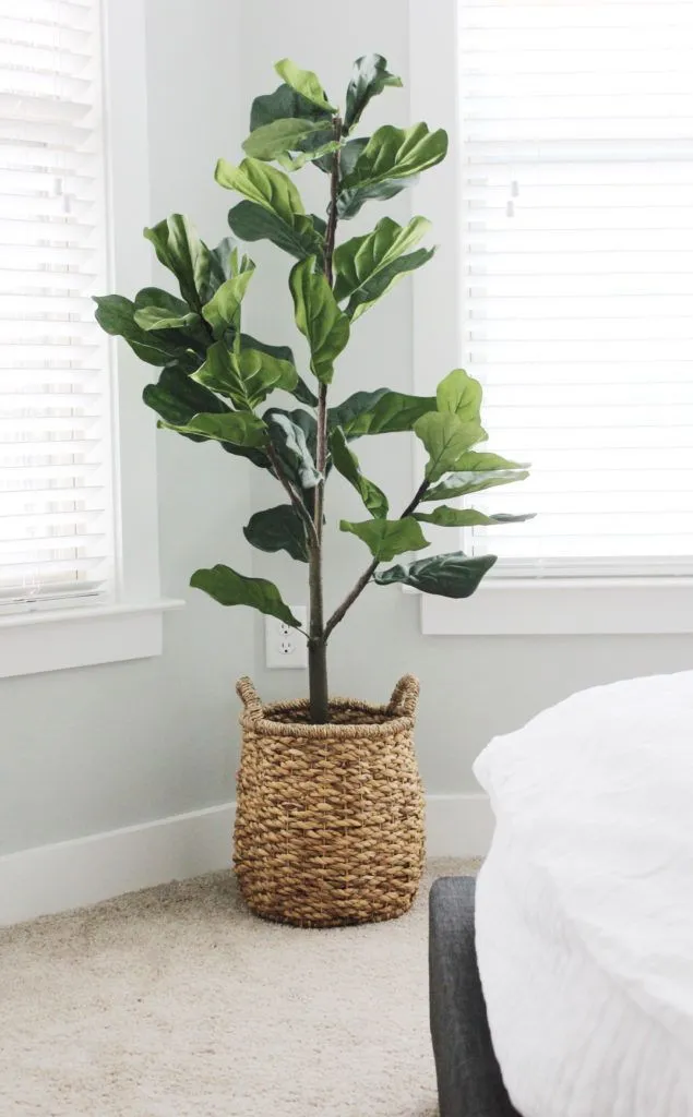 5 plantas de interior que harán ver tu casa elegante y cara: las puedes poner en cualquier rincón