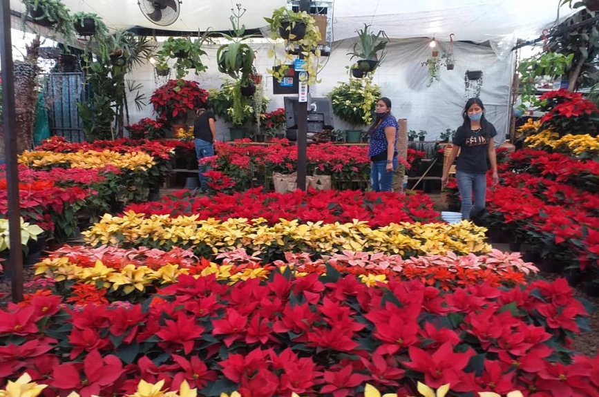 En estos mercados de flores puedes encontrar una gran variedad de nochebuenas a buen precio en la CDMX