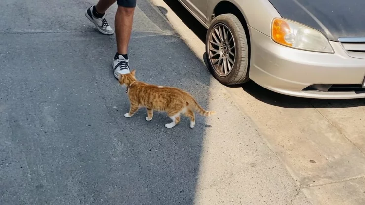 Gato