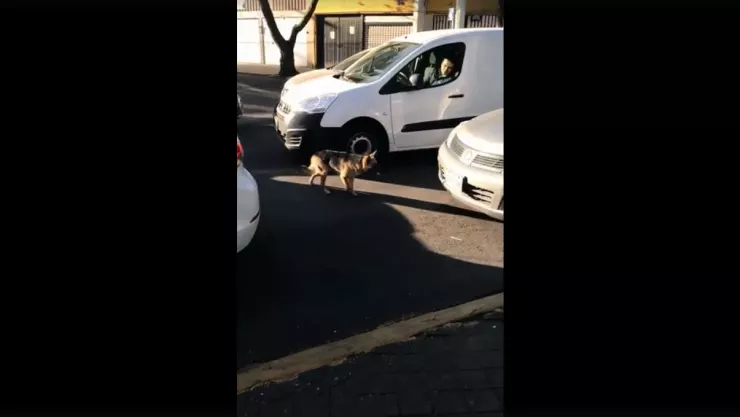 abandonan perro.JPG