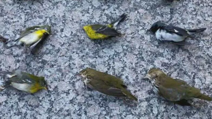 Mueren miles de aves en Filadelfia