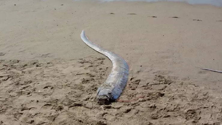 Encuentran pez remo en playas de Baja California, ¿se aproxima un terremoto o tsunami