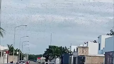 Langostas en Yucatán