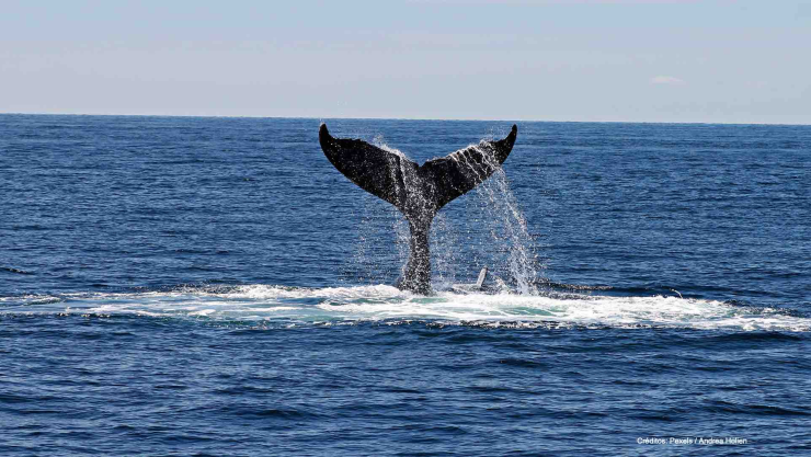 ballena jorobada playa zicatela oaxaca.jpg