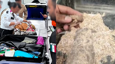 _ Detienen a Gustavo “N”, traficante internacional de animales silvestres, 1 de junio 2025.png