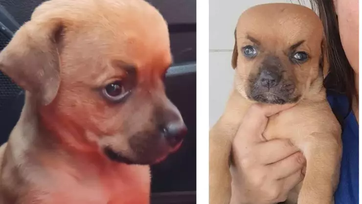 Muere Chupete, el perrito viral que sufría de hidrocefalia