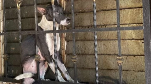 Rescatan a un perrito en Chetumal; estaba atorado en una ventana