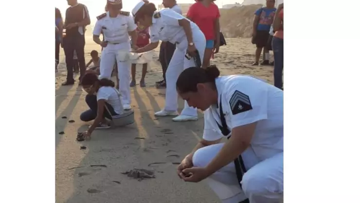 liberan tortugas con la Marina