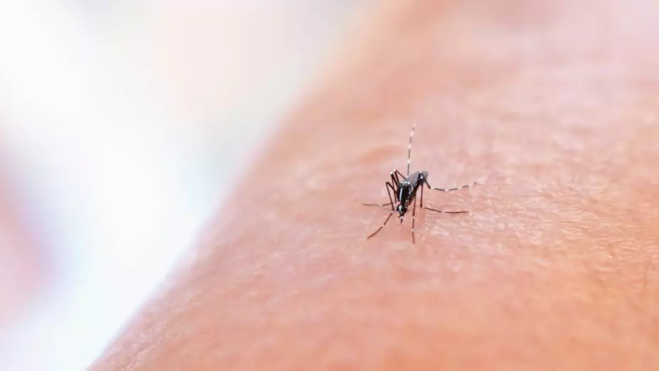 Aumentan los casos de dengue y zika en México; así puedes prevenir esta enfermedad