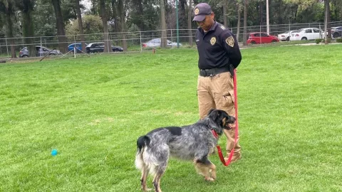 Rescatan perrito en alcaldia Venustiano Carranza de la CDMX