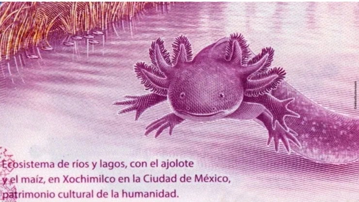 PAGAN 5,000,000 pesos por billete del ajolote con este error de impresión