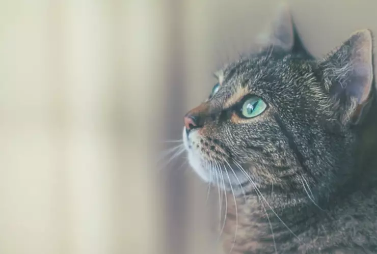 Gato con Covid-19 en Brasil