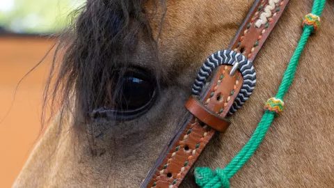 dorito-caballo-cinco-anos-oscar-suerte-coleadero