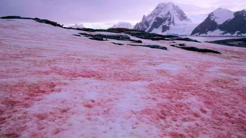 Antártida: aparece un extraño fenómeno llamado nieve de sangre