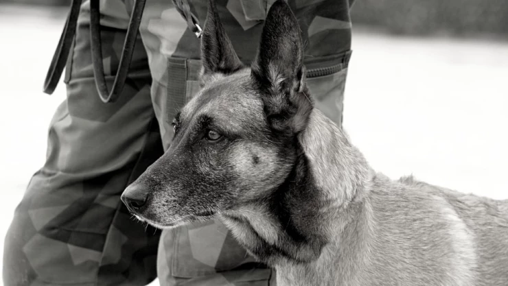 afganistan_eua_perros