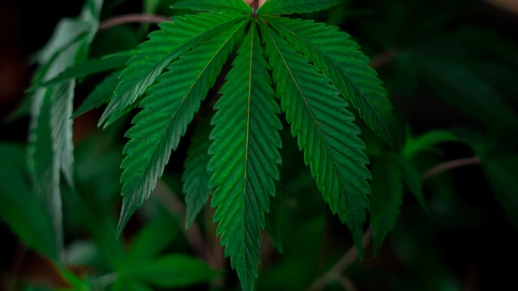 cannabis Senado regulación