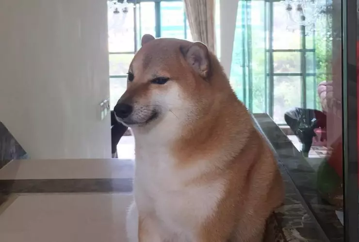 Muere perrito cheems