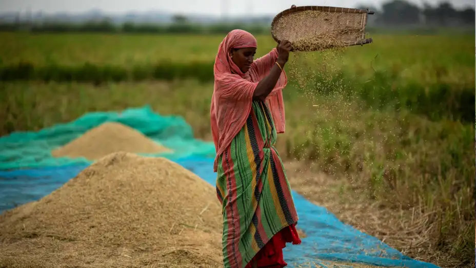 Agricultora cosecha arroz en Guwahati, India.