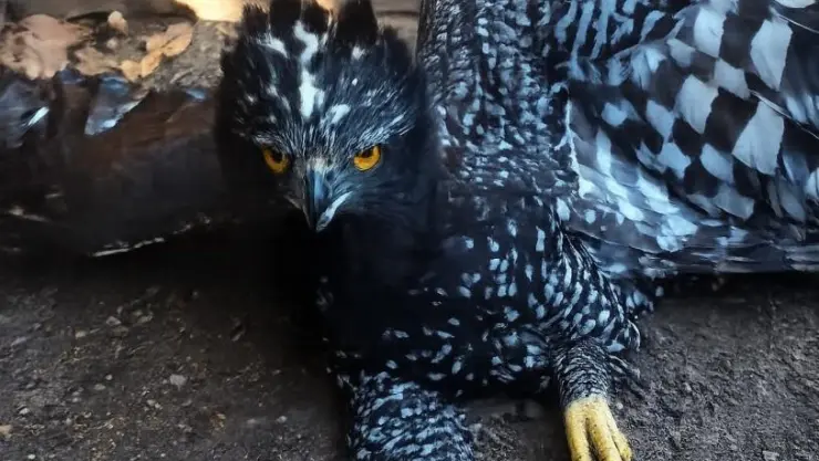 Águila