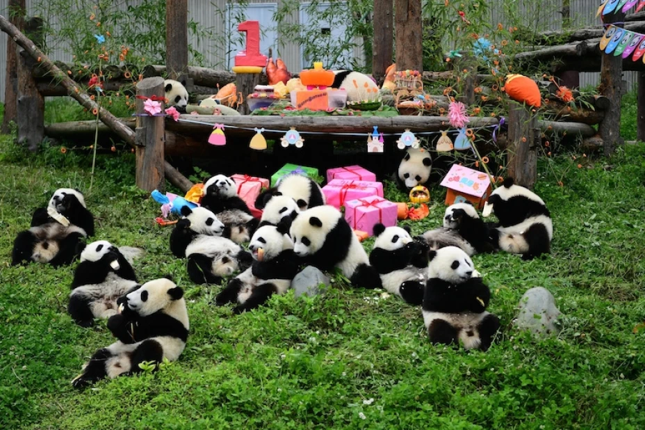 pandas