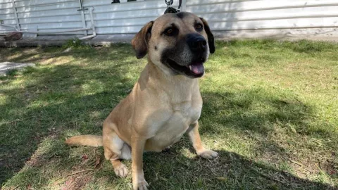 cómo adoptar perrito rescatado Metro CDMX