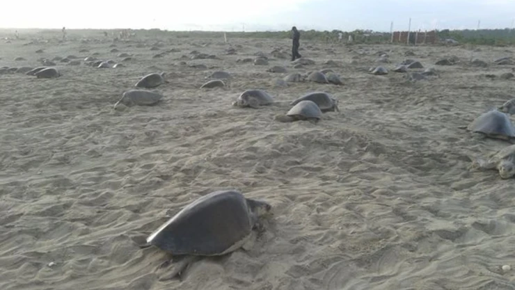 tortugas_nidos.jpg