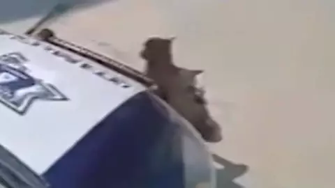 Policías atropellan perrito