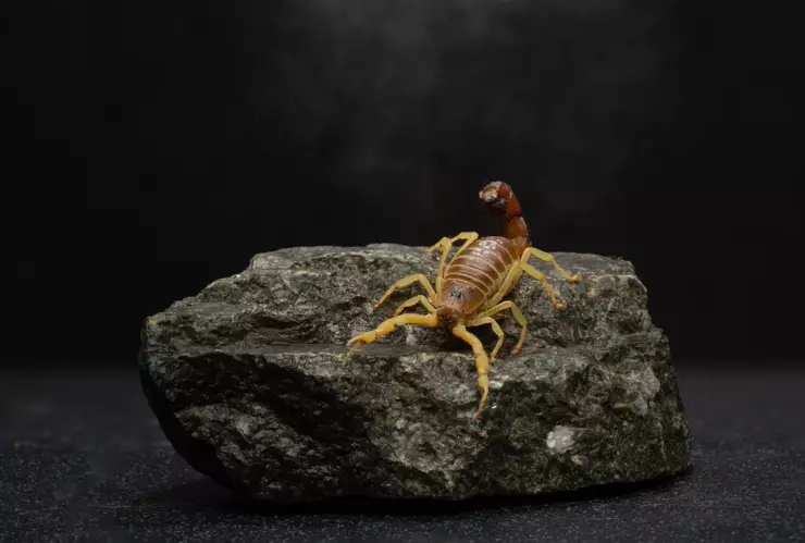 Si aparece un nido de alacranes en tu hogar, lo mejor es llamar a especialistas