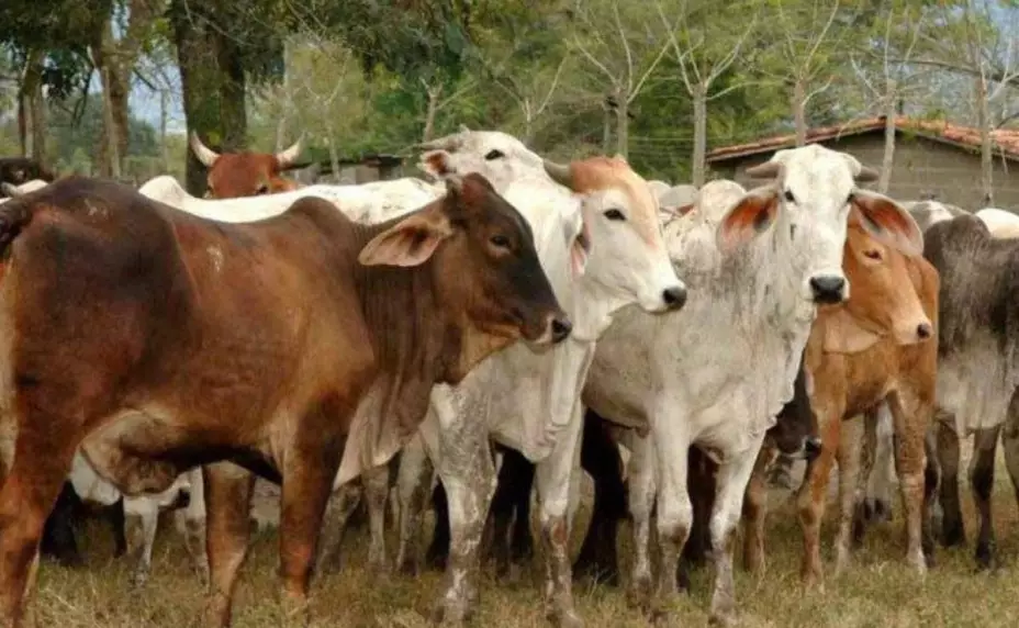 Confirman casos de gusano barrenador en Campeche ¿Qué es y cómo afecta al ganado?